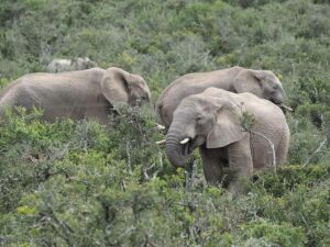 addo-elefanten-nationalpark-safari-park-ostkap