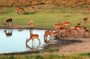 beste-reisezeit-safari-suedafrika-amakhala-game-reserve