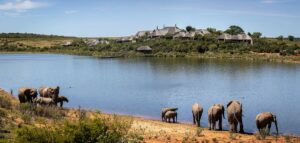 Pumba Game Reserve – Safari Park mit Weißen Löwen nahe Port Elizabeth