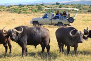 safari-gefuehrt-vs-selbstfahrer-suedafrika-botlierskop-game-reserve