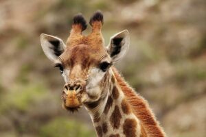 tierarten-safari-suedafrika-indalu-game-reserve