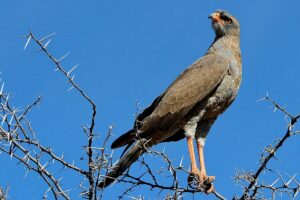 vogelbeobachtung-birding-safari-suedafrika-shamwari-game-reserve